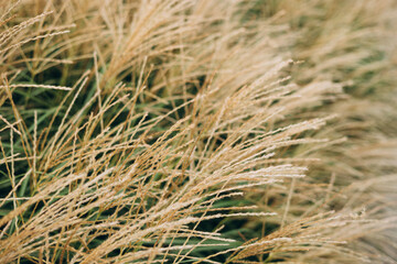 Abstract natural background of soft plants Cortaderia selloana. Pampas grass on a blurry bokeh, Dry reeds boho style. Fluffy stems of tall grass in autumn. Web banner