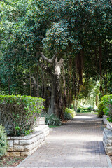 alleys in a tropical park
