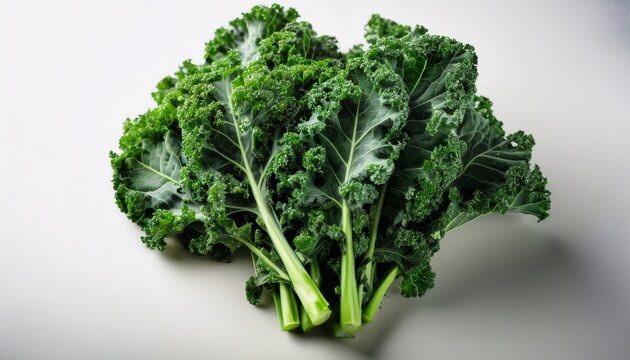 freshly harvested bunch of vibrant green curly kale with a clean background ready for cooking or healthy eating
