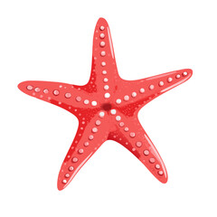 starfish isolated on white background