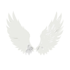 white dove with wings