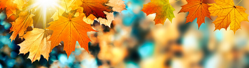 Autumn color leaves and sun flare. Fall banner