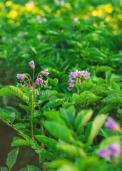 Potatoes growing in the garden. Selective focus.
