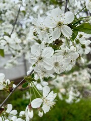 apple tree blossom