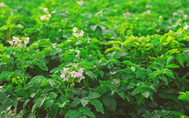 Potatoes growing in the garden. Selective focus.