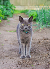 Gray cat in the garden. Selective focus.