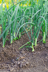 Onion seedlings growing in the garden. Selective focus.