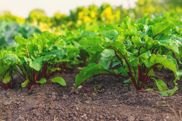 Beet seedlings grow in the garden. Selective focus.