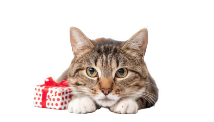 A cute tabby cat with a small red and white polka dot gift box with a red ribbon, isolated on transparent background