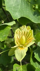 Tulip tree, Liriodendron tulipifera, Magnoliaceae, trees tuliptree, large flowers tulips. canoewood, saddle-leaf tree, leaves, twig with flowers, branches, in sunlight growing in the park close-up