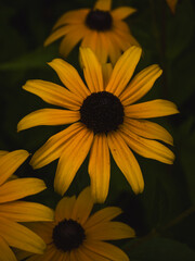 Black-eyed Susan (Rudbeckia hirta) close-up in summer garden, Germany, July 2025