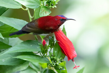 Javan sunbird on a tree branch, sunbird, Javan sunbird(Aethopyga mystacalis)