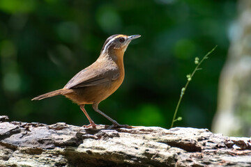 Javan black-capped babbler is looking for caterpillars on a tree trunk	