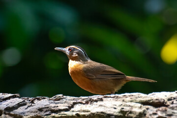 Javan black-capped babbler is looking for caterpillars on a tree trunk	