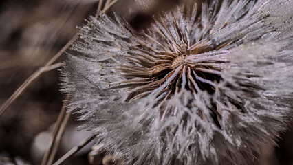 Macro shot of flower, nature, green 