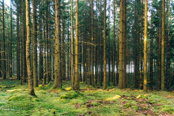 Swedish Wilderness Landscape – Untouched Nature and Forests