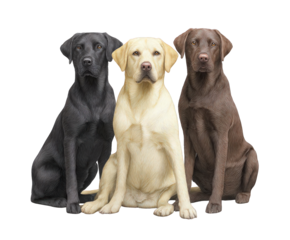Three labrador retriever dogs of different colors, black, yellow, and brown, sitting together and looking forward, isolated on transparent background