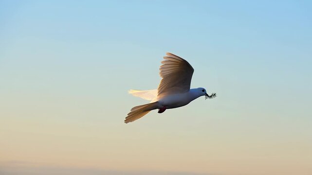 A peace dove in flight with a branch is a symbol of peace against the sky