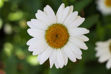 Obraz premium A single daisy on a green background.