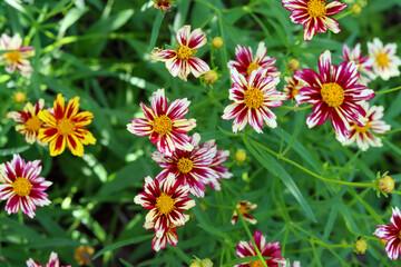Tickseed flowers in bloom.