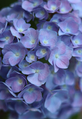 Close up of blue hydrangea flower with h blurred edges.