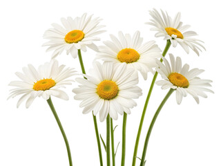 Fototapeta premium Pure White Daisies Bouquet, Fresh Spring Flowers, Isolated on White Background