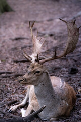 deer in the woods