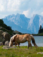 horse in mountains