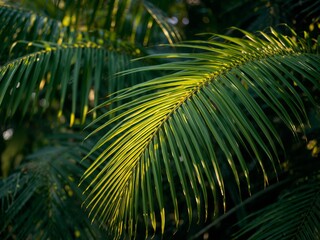 Palm Leaf Texture, Emerald Green Fronds with Sunlit Details, A Nature CloseUp.