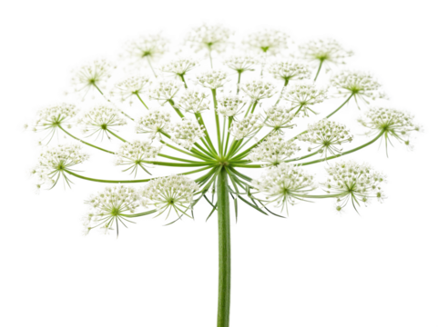  lace white lace like flower cluster isolated on white background