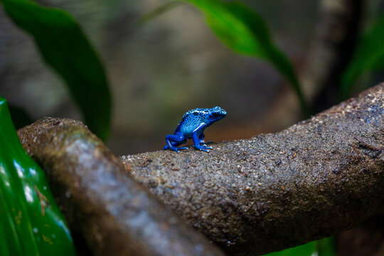 A tiny, blue poison dart frog sat on a log in a wet environment