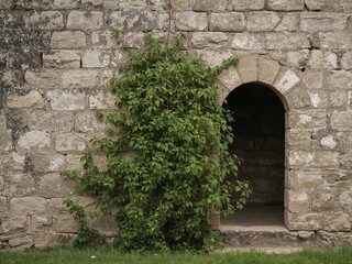 Stone Facade with Archway and Verdant Growth, Natures Embrace on the Worn Stone.