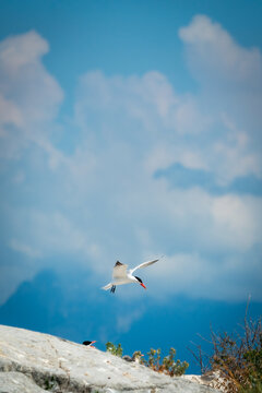 A common tern coming in to land on a rock in the Strait of Georgia in Canada on a sunny summer day
