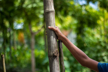 A persons arm reaching out and touching a tree trunk in a lush green forest