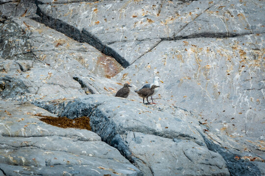 A parent seagull with two adolescent chicks on a rock covered in bird guano on Vancouver Island, Canada