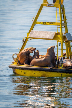A group of sea lions fighting for space on a yellow buoy in the sea off the coast of Campbell River, Canada