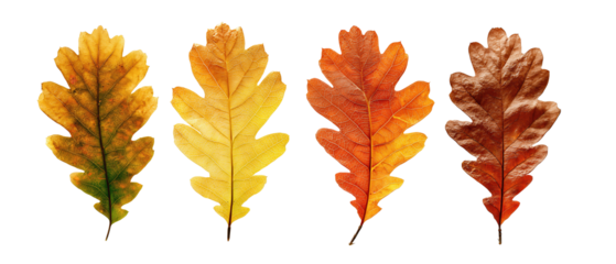 Autumn oak leaf set → four leaves in varied warm tones aligned horizontally → isolated on transparent white background, no shadow or reflection, tight crop, brandless, no text.
