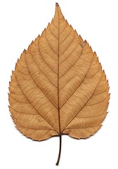 Fototapeta premium Whispers of Autumn