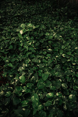 green leaves background