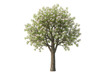 Obraz premium A blossoming tree with a full canopy of delicate white flowers stands isolated against a black background.