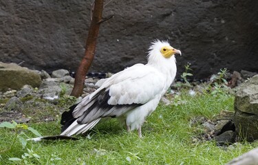 An Egyptian vulture (Neophron percnopterus), aka white scavenger vulture or pharaoh's chicken, is lurking in the grass.