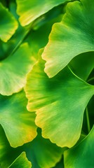 Ginkgo biloba green leaves in tropical forest, close up. Nature background