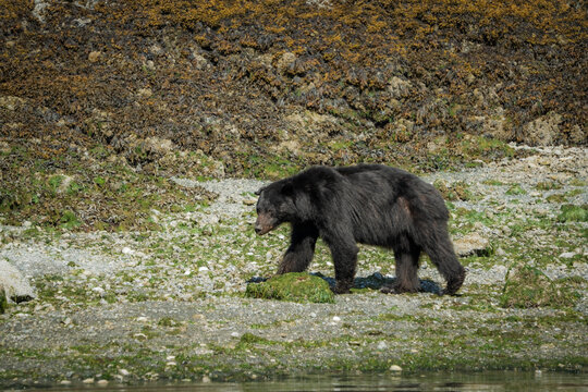 A black bear walking along the rocky, seaweed-covered shore of Vancouver Island