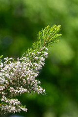 Close up of Cornish heath (erica vagans) flowers in bloom