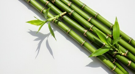 Obraz premium Sunlit Green Bamboo Stalks with Fresh Leaves Casting Crisp Diagonal Shadows on a White Surface.