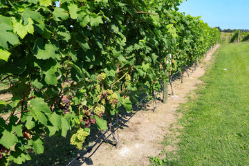 Grapes on the vine in a vineyard near harvest time, in Northern Michigan on the Old Mission Peninsula.