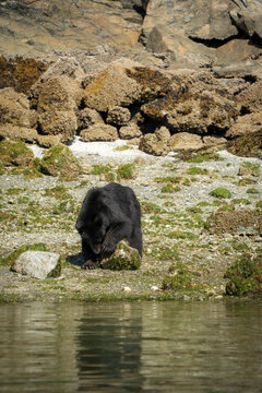 A black bear turning over a rock, looking for food on the shore of Vancouver Island