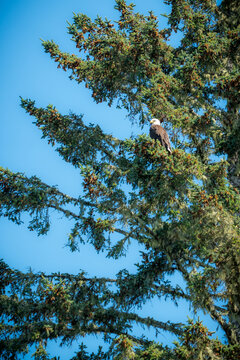 A bald eagle perched high in a fir tree on the coast of Vancouver Island against a clear blue sky
