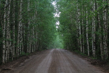 Naklejka premium A dirt road in a young birch forest on a sunny summer day