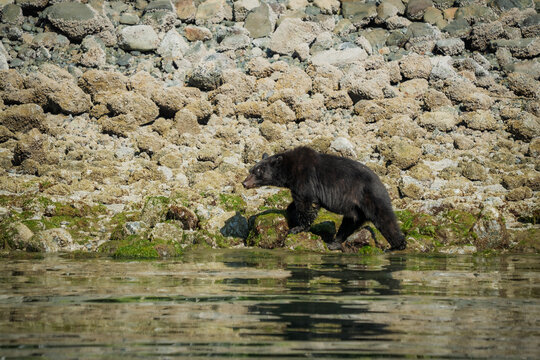 A black bear walking along the seaweed covered rocks on the shore of Vancouver Island